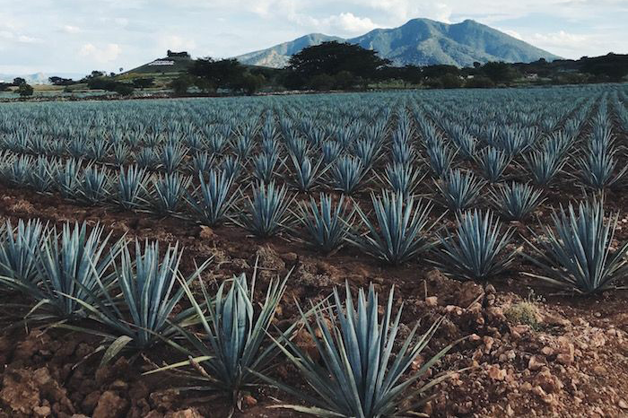 sisal plantation